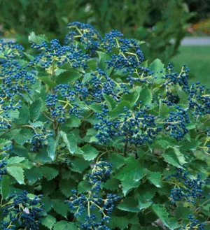 #1 viburnum blue muffin