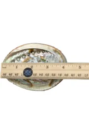 Basic Abalone White Sage smudge kit