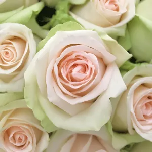 La Perla Peach Rose