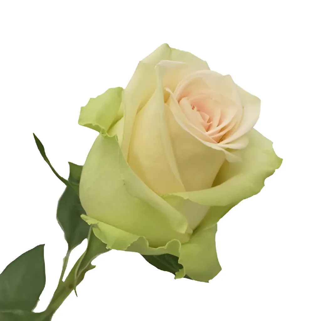 La Perla Peach Rose
