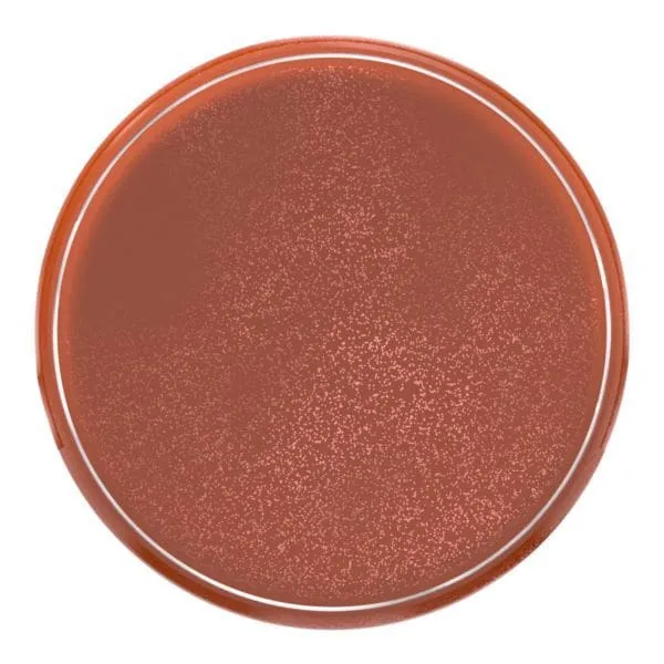 L’OREAL LUMI LE LIQUID BLUSH
