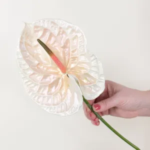 Pearl Iridescent Anthurium