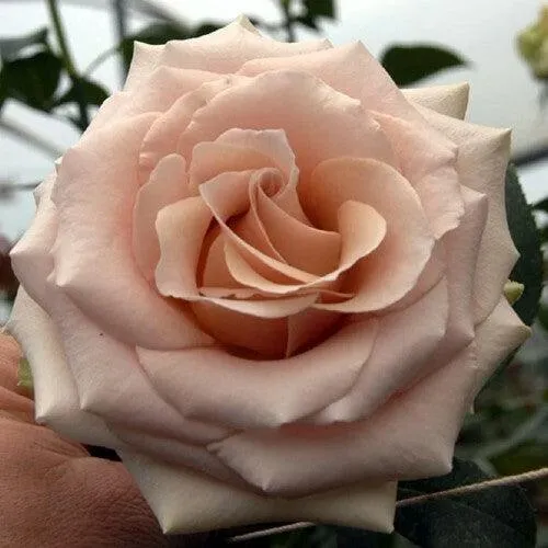Quicksand Cream Roses Wholesale