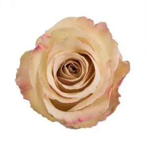 Quicksand Cream Roses Wholesale