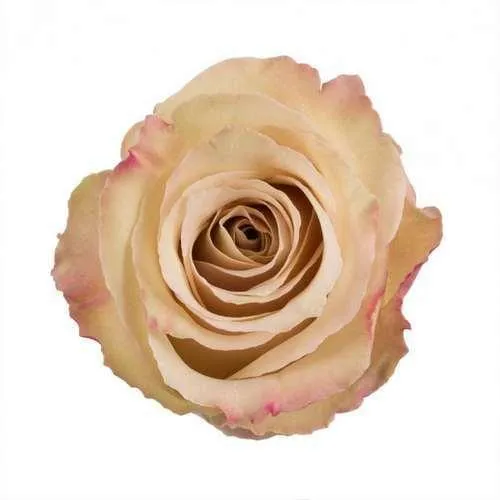 Quicksand Cream Roses Wholesale