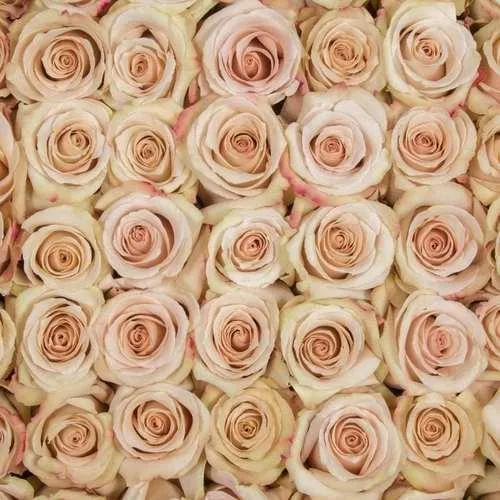 Quicksand Cream Roses Wholesale